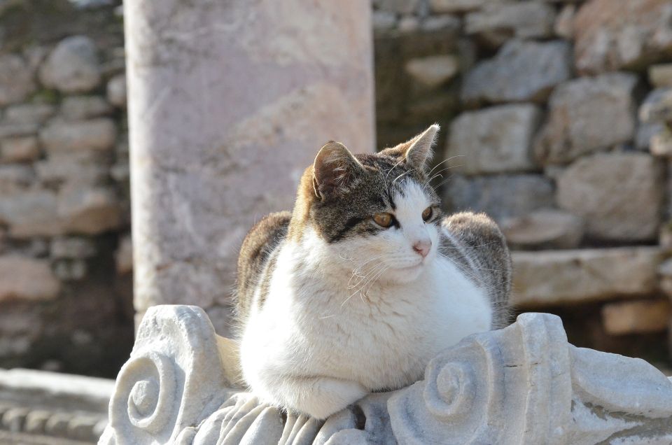 From Kusadasi Port: Ephesus Tour with Skip-the-Line Entry - Skip-the-line entry and a private guide: why this format feels better