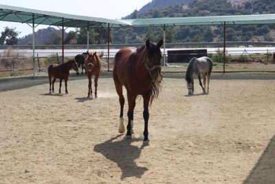 Kusadasi Horse Riding Beach and Forest options with Transfer - The 15-Minute Briefing and Helmet Rules