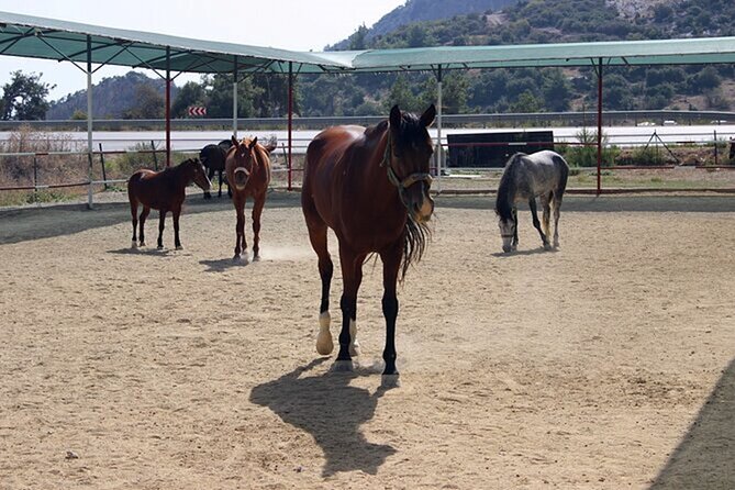 Kusadasi Horse Riding On Beach And Through The River - Equipment and safety: what’s included, and what you should double-check