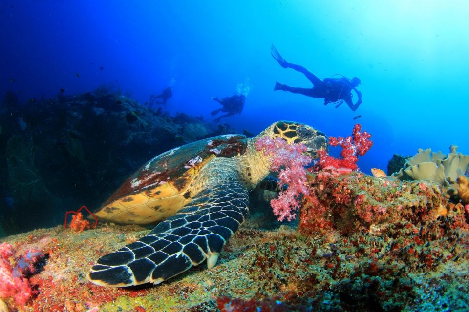 Kusadasi: Scuba Diving for Beginners w/Lunch & Transfer - Getting picked up in Kusadasi and heading to the harbor